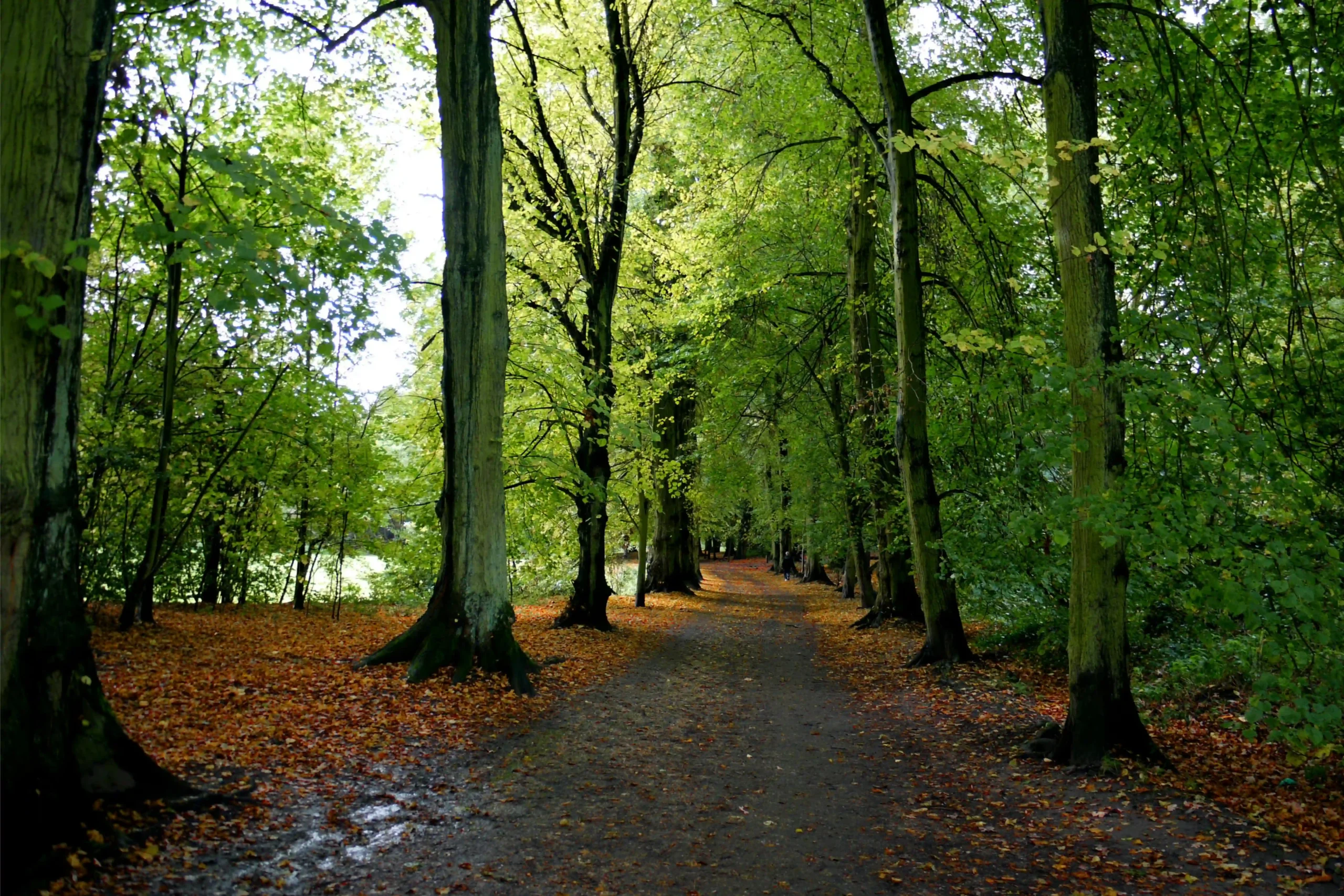 Un chemin traverse une forêt verdoyante aux arbres feuillus.