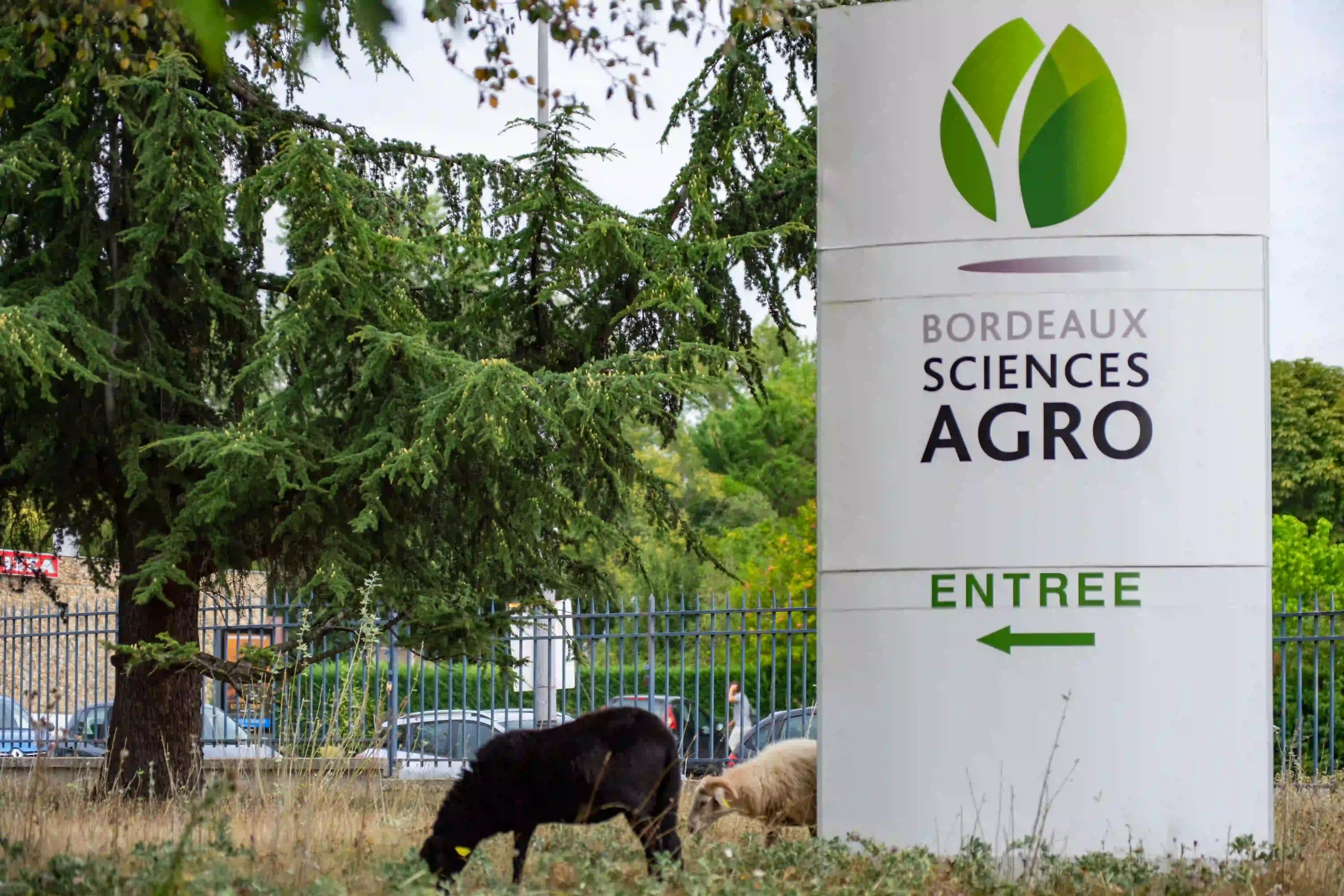 Entrée de Bordeaux Sciences Agro avec des moutons devant le campus