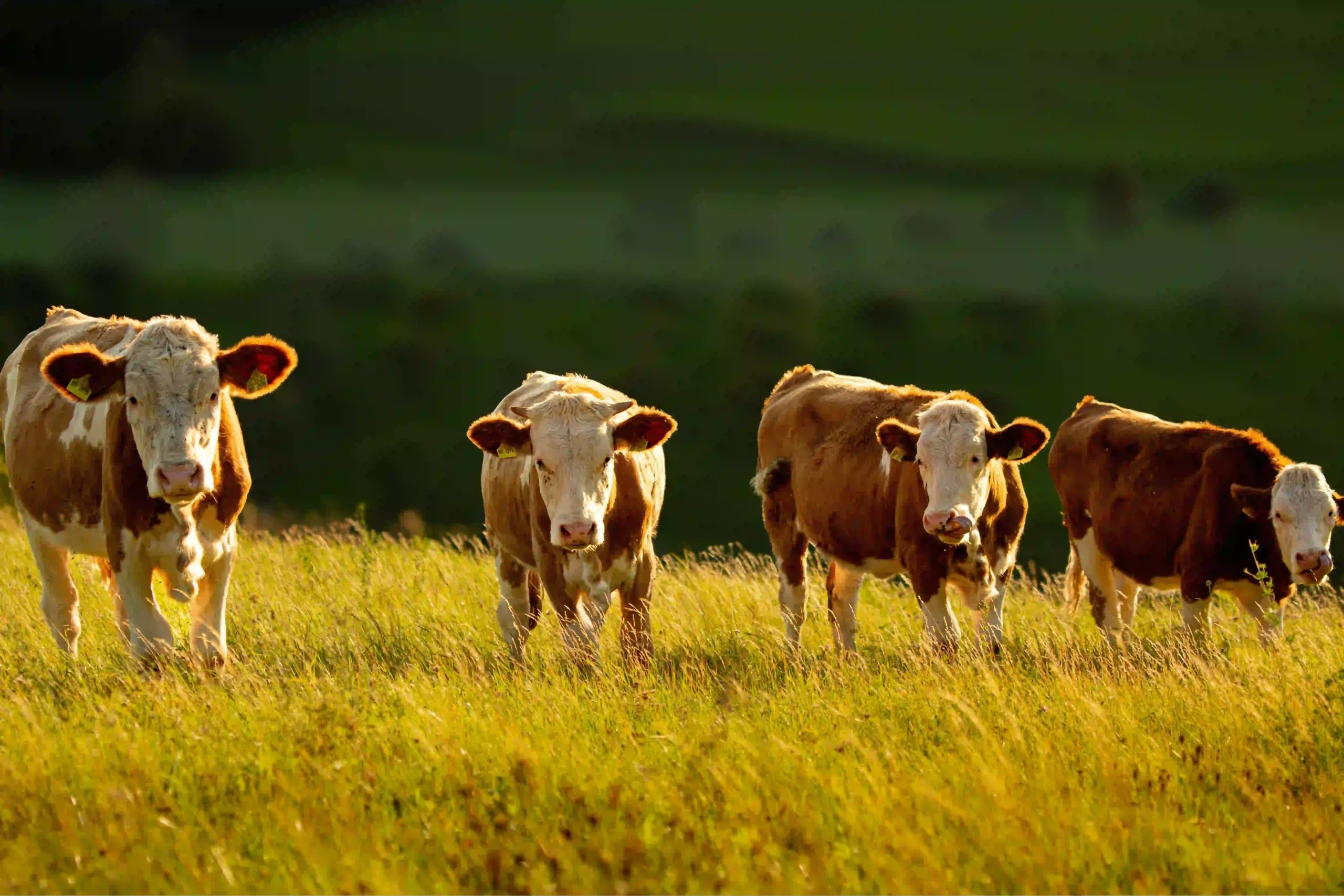 Quatre vaches dans une prairie