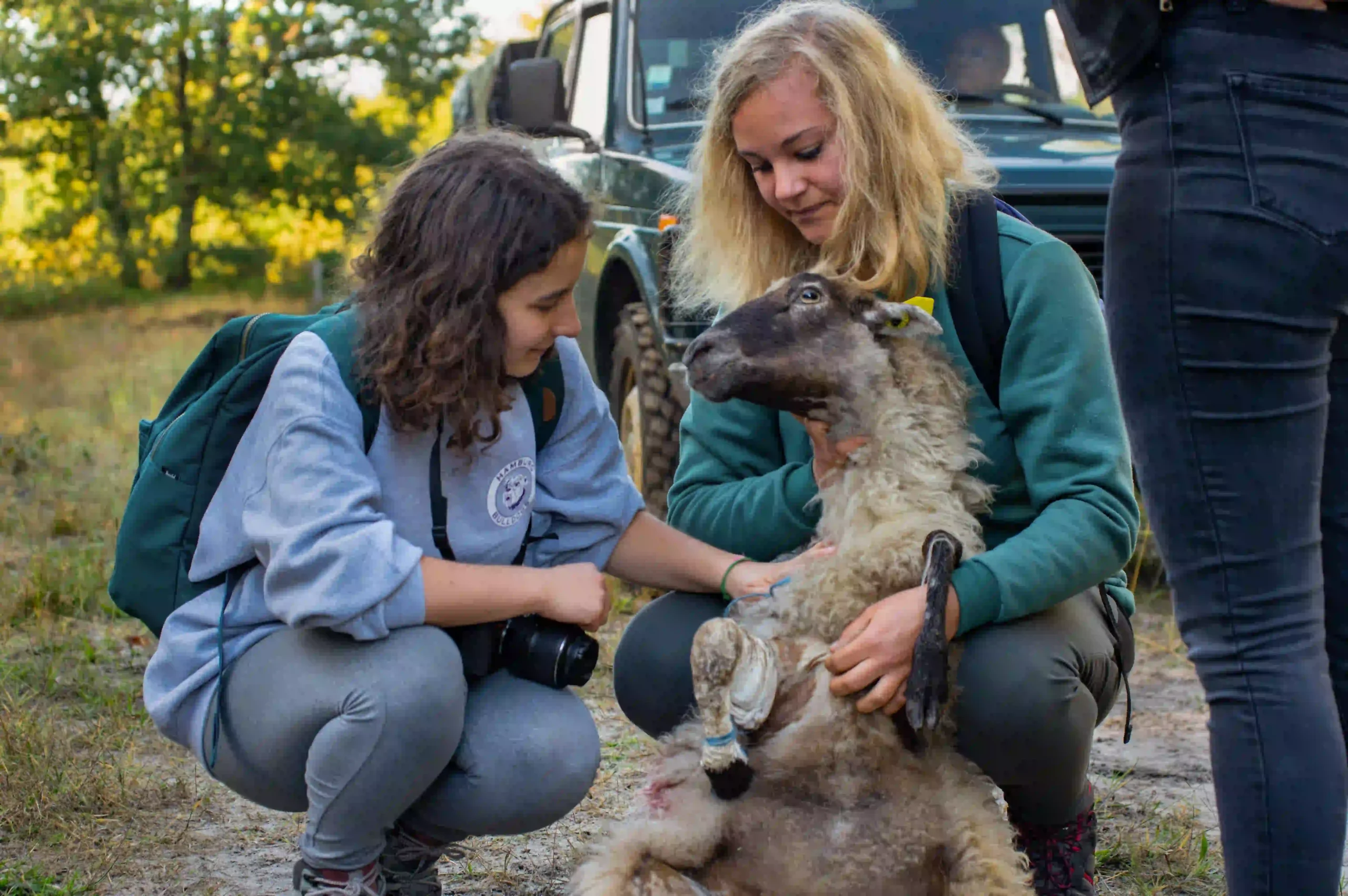 Étudiantes de Bordeaux Sciences Agro lors d’une manipulation sur un mouton