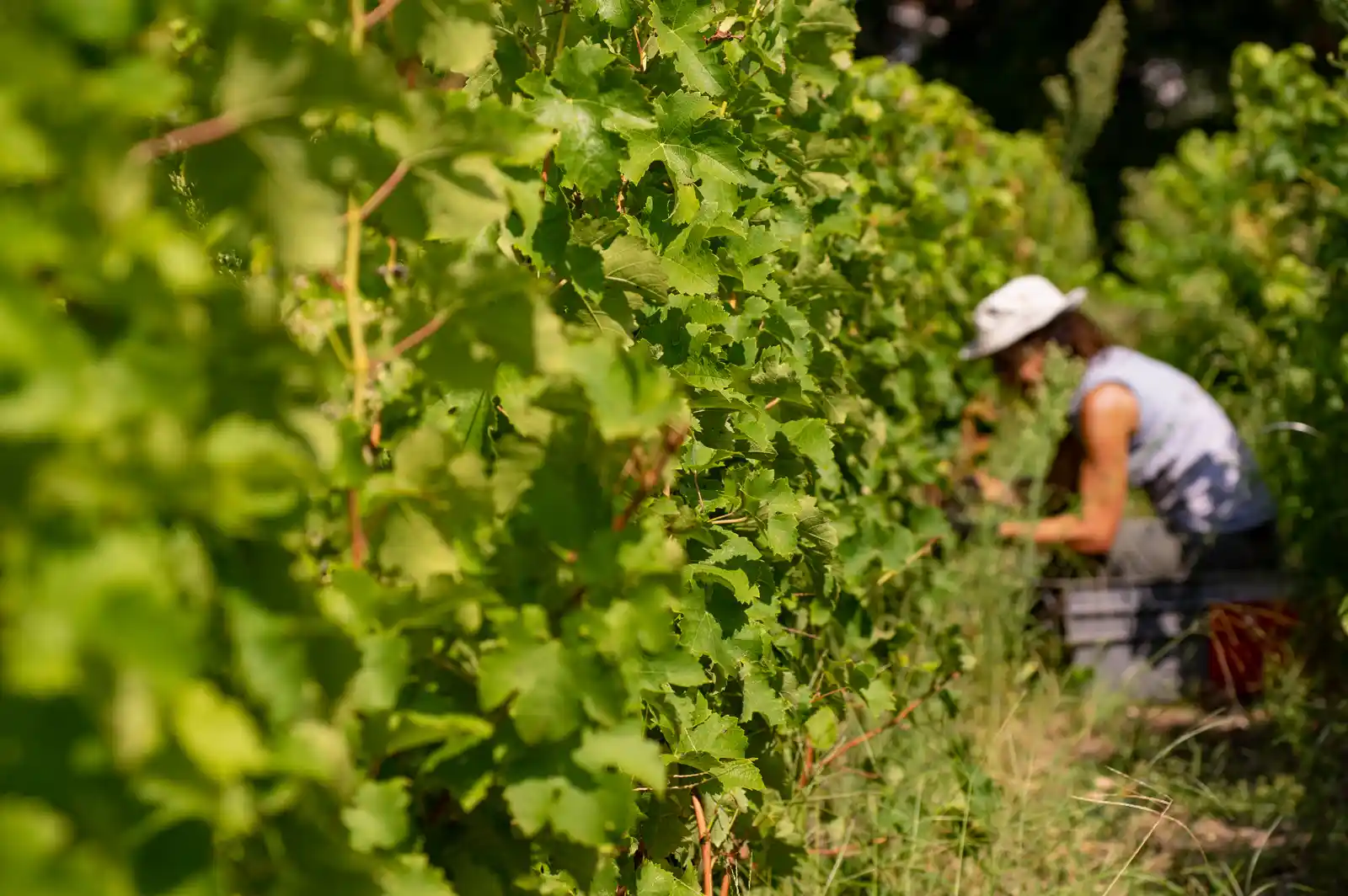 Travail dans les vignes à Bordeaux Sciences Agro