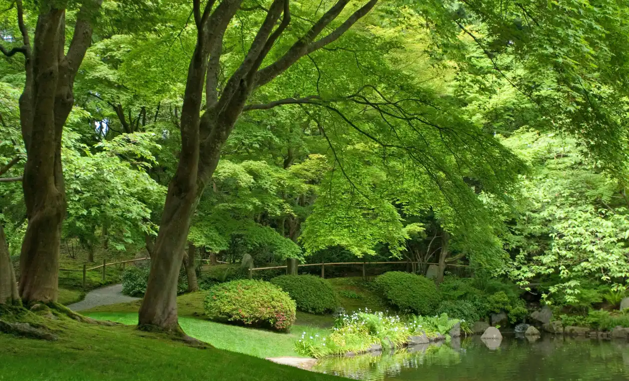 Jardin arboré verdoyant avec bassin et végétation dense