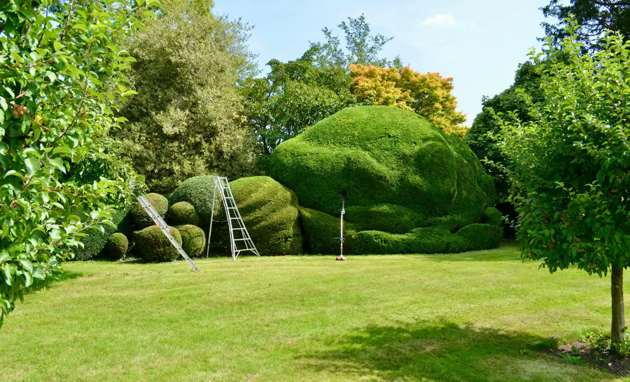 Grand jardin avec pelouse, arbres et arbustes taillés
