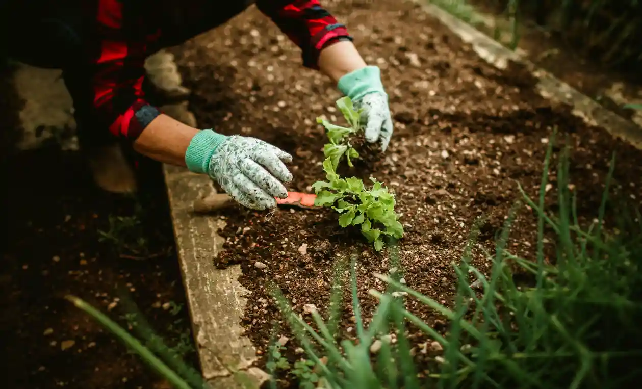 Personne plantant des végétaux dans un massif de jardin
